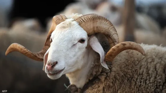 أسعار الأضاحي بسوريا مع اقتراب عيد الأضحى
