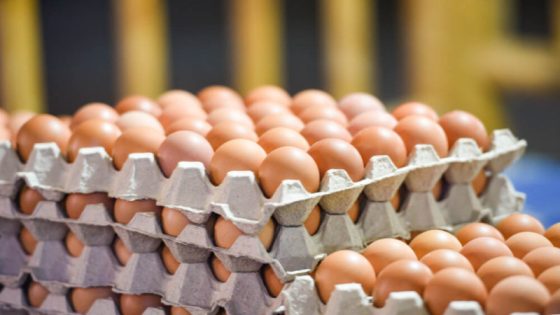 خبير اقتصادي: منع استيراد الفروج والبيض خطوة داعمة للإنتاج المحلي لكنها تُهدد بارتفاع الأسعار
