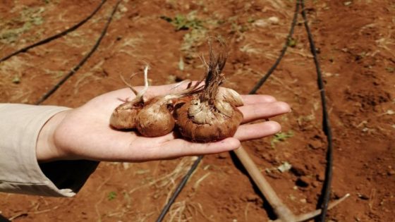 الكيلو بآلاف الدولارات.. نبتة تدر ثروة في سوريا